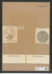 Aulacodiscus macraeanus Grev. (de-Toni-Nr.: Genus 182, Species 4545) Zeichnungen Sammlung Grunow Nr. 8150 (NHMW-BOT-W0377512)